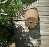 Image result for Homemade Bee Trap