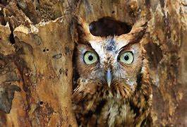 Image result for Weird Owl