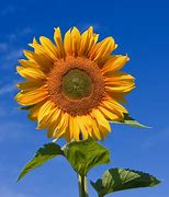 Image result for Sunflowers at Night