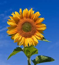 Image result for Sunflower Header