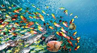 Image result for Many Fish in the Sea Escape Hook