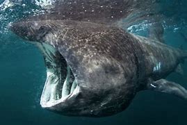 Image result for Biggest Fish On Earth