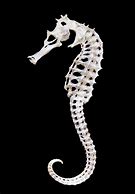 Image result for Small Animal Skeletons