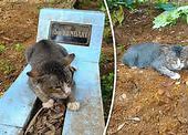 Image result for Mimsie The Cat Died
