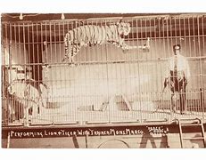 Image result for Lion Tiger Trainer