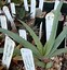 Image result for Succulents and Cacti of Brookings Oregon