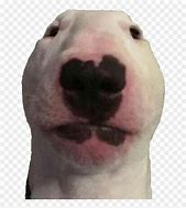 Image result for Walter the Dog Meme Wallpaper