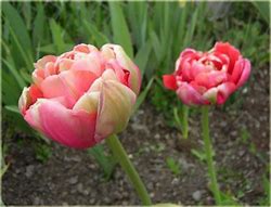Image result for Tulipa Renown Unique
