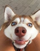 Image result for Funny Siberian Husky Puppies