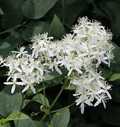 Image result for Clematis recta JS Finishing Touch