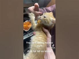 Image result for Smol Cat Eating Meme