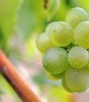 Image result for Port Wine Grapes