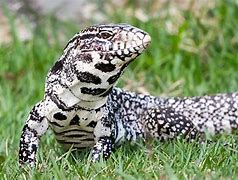 Image result for Black Tegu Lizard