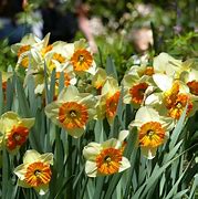 Image result for Narcissus Berlin