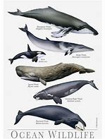 Image result for Different Types of Whales