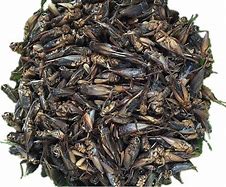 Image result for Crickets as Food