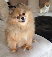 Image result for Cutest Pomeranian