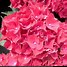 Image result for Hydrangea macrophylla Red Beauty