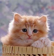 Image result for Cute Fluffy Ginger Kittens