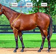 Image result for Horse Conformation Scale