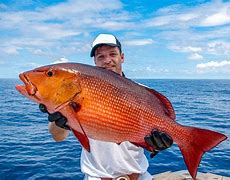 Image result for Bahamas Fishing
