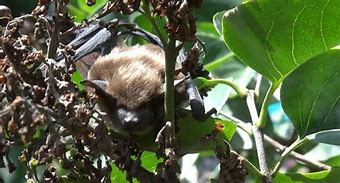 Image result for Deter Bats