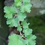 Image result for Ribes uva-crispa Aureus