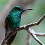 Image result for Campylopterus Trochilidae