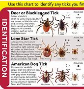 Image result for Deer Tick Lyme Disease Symptoms