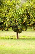 Image result for Apple Tree Bearing Fruit
