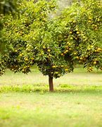 Image result for Back Garden Fruits Trees in Pakistan
