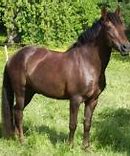 Image result for Old Breeds of Horses