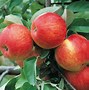 Image result for Green Apple Tree