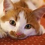 Image result for Where to Cut Cat Claws