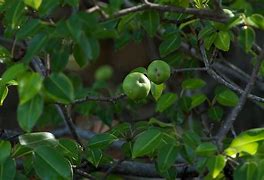 Image result for Poison Apple Tree