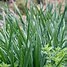 Image result for Chinese Garlic Chives
