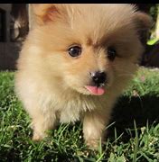 Image result for Pomeranian Stages