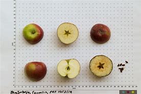Image result for Macintosh Apple Eating