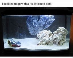 Image result for Meme of Elitst Watch Fight in Aquarium