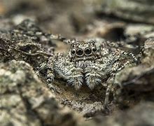 Image result for Largest Jumping Spider in the World