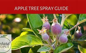 Image result for Organic Apple Tree Spray