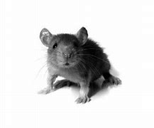 Image result for Nibbles Mouse