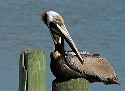 Image result for Texas Brown Pelican