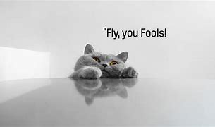 Image result for Funny Cat Sayings Desktop Wallpaper