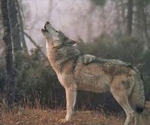 Image result for Lobo aullando