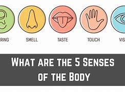 Image result for Human Body 5 Senses