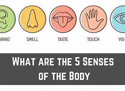 Image result for 5 Senses of Human