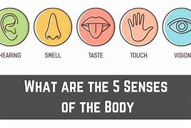 Image result for Senses of the Body for Kids