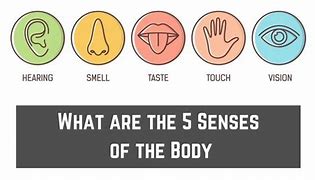 Image result for 5 Senses of Body