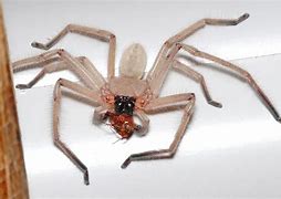 Image result for What Are Huntsman Spiders